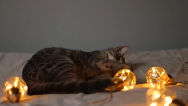 Lindo gatito gris tabby juega con una guirnalda y una cinta de satén rojo en la cama de la cama. Concepto de Navidad y Año Nuevo — Vídeos de Stock