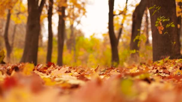 Folhas de bordo laranja coloridas estão caindo no parque de outono. Temporada de outono colorida. Movimento lento — Vídeo de Stock