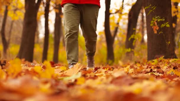 Frauenbeine in grünen Jeans und grauen Stiefeln spazieren auf trockenem Laub im Herbstwald — Stockvideo