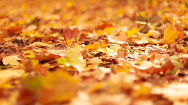 Őszi fák táj, őszi szezon. Sárga, narancssárga és vörös őszi levelek őszi parkban. — Stock videók