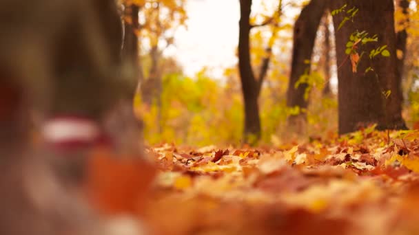 Vue floue de deux personnes jambes en bottes marchant dans la forêt d'automne sur des feuilles jaunes. — Video