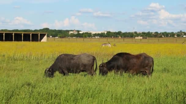 4K Amerikansk bisongång och letar efter mat i naturreservatet Askania Nova, Ukraina — Stockvideo