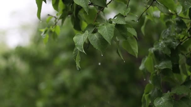 Stort water op een groene plant bladeren na het regenen in het stadspark. Sluiten. — Stockvideo