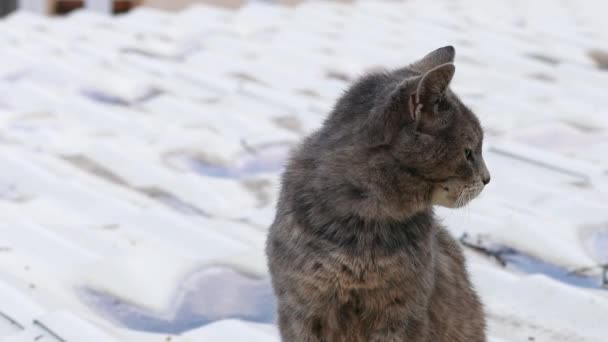 Obdachlose erwachsene Tabby-Katze sitzt auf Betonboden in einer Stadtstraße und schaut sich um — Stockvideo