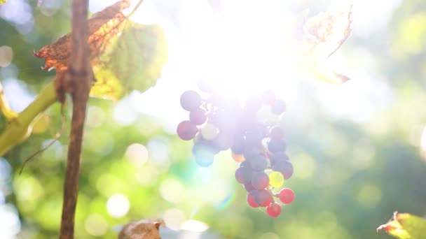 Ramo de uvas azules con luz solar al atardecer colgando en el viñedo en otoño día en el campo al atardecer — Vídeos de Stock