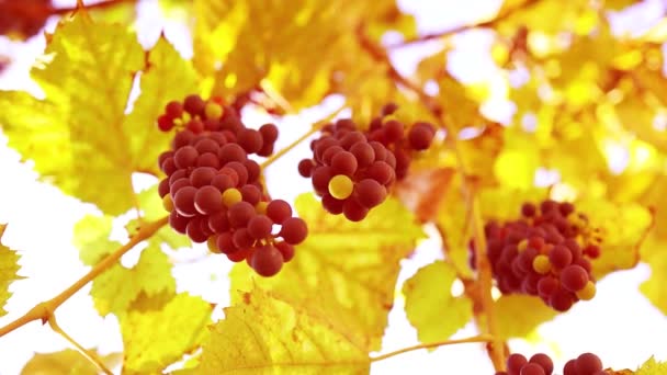 Des grappes luxuriantes de raisins suspendues à une vieille vigne dans le jardin le jour d'automne — Video