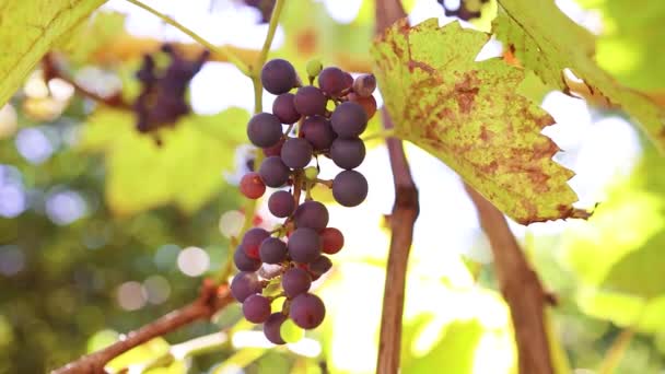 Primer plano de racimos de uvas de vino tinto maduras en una vid a la luz del sol brillante, enfoque selectivo en el día de otoño — Vídeos de Stock