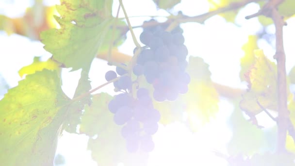 Hromada modrých organických hroznů se slunečním světlem při západu slunce visí na vinici na podzim. — Stock video