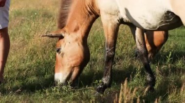 Kahverengi Przewalski atı Equus przewalskii doğadaki çiftlikte kahvaltı yapar Askania Nova, Ukrayna