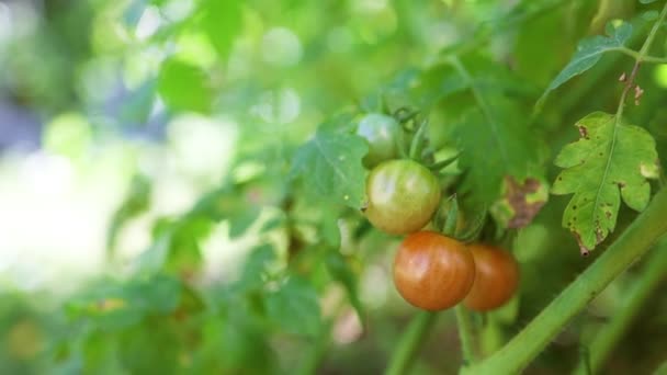 Planta verde de tomate rojo creciendo en un invernadero. Cosecha ecológica rural saludable en el jardín. — Vídeo de stock