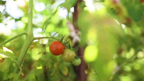 Κοντινό πράσινο φυτό κόκκινης τομάτας που αναπτύσσεται σε θερμοκήπιο. Υγιής αγροτική βιολογική συγκομιδή στον κήπο. Κλείσε. — Αρχείο Βίντεο