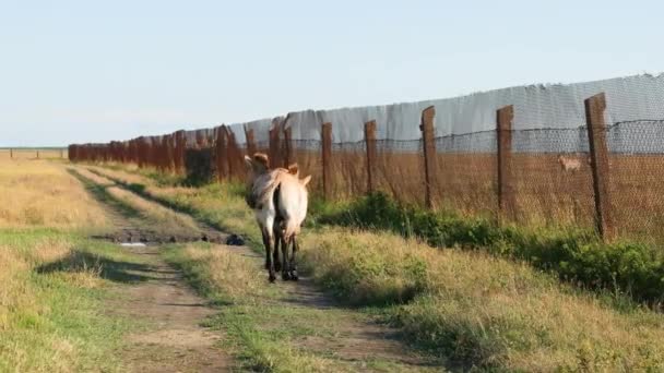 Brązowe konie Przewalski koń Equus przewalskii spaceruje w dzikim stepie w rezerwacie przyrody Askania Nova. Widok z tyłu — Wideo stockowe