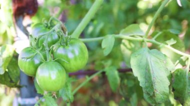 Bir serada yetişen yeşil domates bitkisini kapatın. Domates çiftliği
