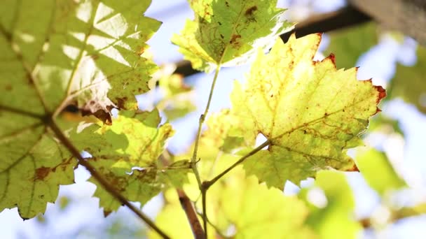 Grüne Traubenpflanze, die im Blattlicht der Sonne wächst, Weinlese — Stockvideo