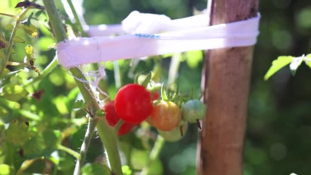 Verde pomodoro rosso pianta agricoltura biologica che cresce in una serra. Vendemmia biologica rurale sana in giardino. — Video Stock
