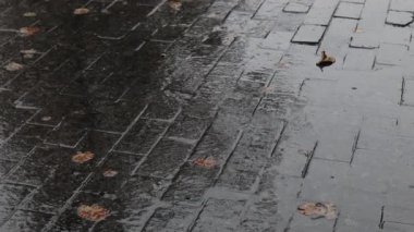 Şiddetli sağanak yağmur damlaları asfalt yola damlıyor sarı sonbahar yapraklarıyla. Kasvetli melankolik hava.