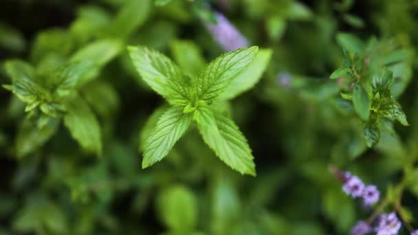 关闭新鲜的绿色薄荷植物与花卉生长在蔬菜园 — 图库视频影像