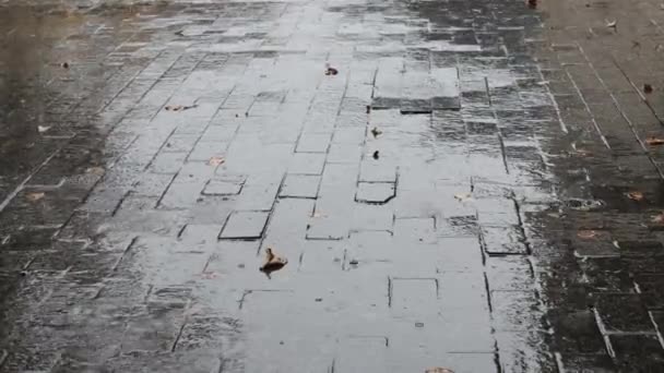 Botlu insanlar yağmurda yürürler. Sonbaharda bir şehir caddesinde sağanak yağmur. Sonbahar yaprakları yağmurlu bir yolda uzanır — Stok video