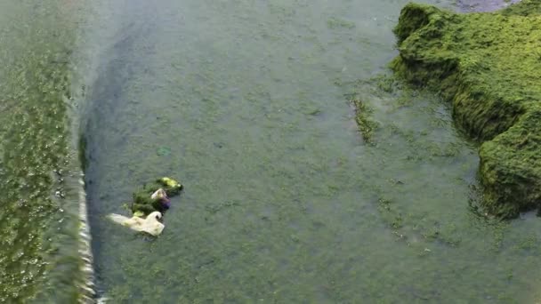 Grünalgen Wasser Textur der Küste oder des Ozeans. Umweltverschmutzung, globale Erwärmung. Steine mit grünem Moos und braunen Algen im Wasser an der Küste des Meeresstrandes — Stockvideo