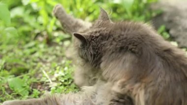 Dışarıda bahçede tüylü gri bir kedi yıkanır. Saç bakımı