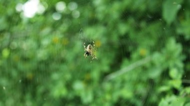 Kahverengi örümcek yeşil ormandaki çiğ damlalarıyla ağ örüyor.