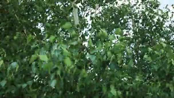 Summer green leaves swing on hanging birch branches close up, cold weather, wind — Stock Video