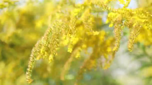 Kwitnący żółty kwiat roślin w słoneczny dzień z niebieskim niebem i chmurami. Spokojna sceneria spokojne wibracje — Wideo stockowe