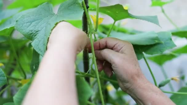 Mãos de mulher trabalhando com plantas, cultivando vegetais orgânicos. Grande pepino verde em um ramo com flores amarelas no jardim da fazenda — Vídeo de Stock