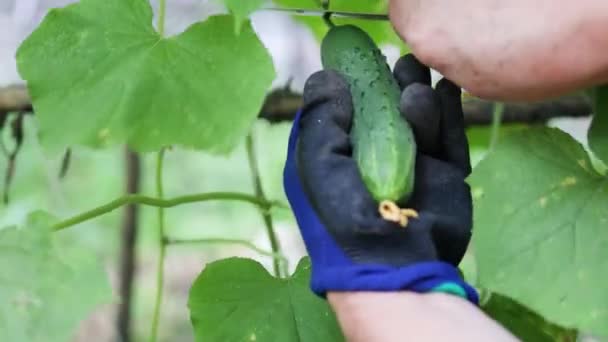 Mãos de mulher trabalhando com plantas, cultivando vegetais orgânicos. Grande pepino verde em um ramo com flores amarelas no jardim da fazenda. Jovem planta de pepino em uma horta — Vídeo de Stock