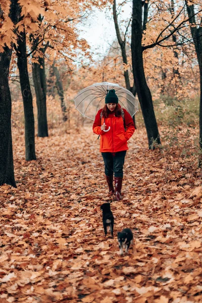 Молода дівчина в спортивній формі гуляє з двома цуценятами в горах в осінньому лісі. Жінка з прозорою парасолькою — стокове фото