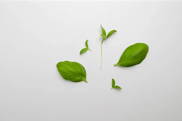Fresh Basil Plant Leaves Isolated White Background — Stock Photo, Image