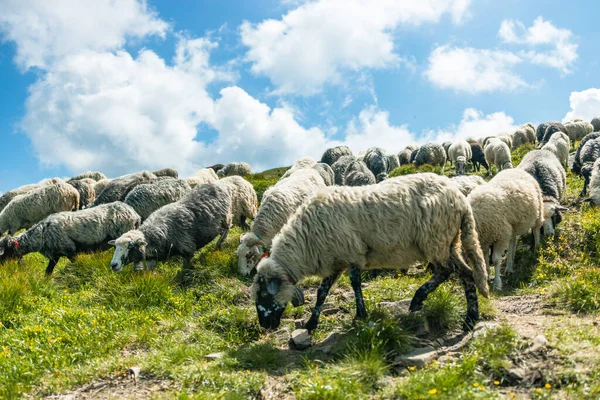 Tepedeki güzel bir dağ çayırında koyun sürüsü