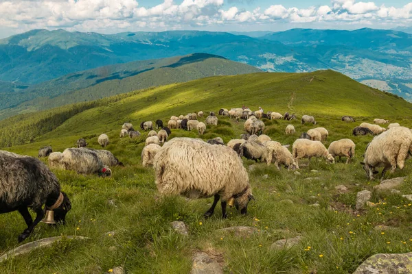 Güzel bir dağ çayırında koyun sürüsü. Çiftlik