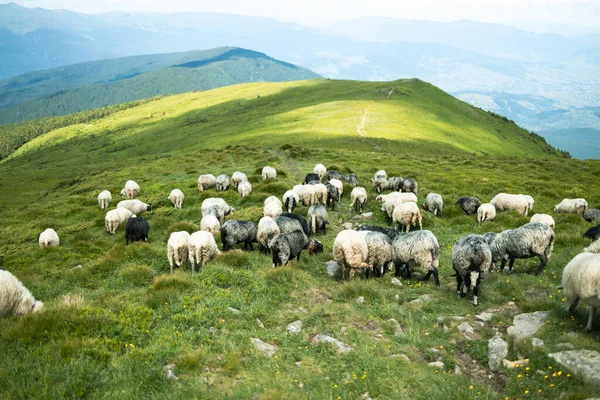 山の中に白い羊の群れ 美しい山の風景 — ストック写真