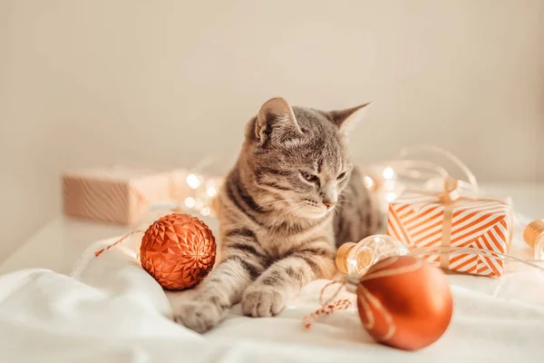 Gatto Grigio Tabby Trova Vicino Alla Confezione Regalo Con Decorazioni — Foto Stock