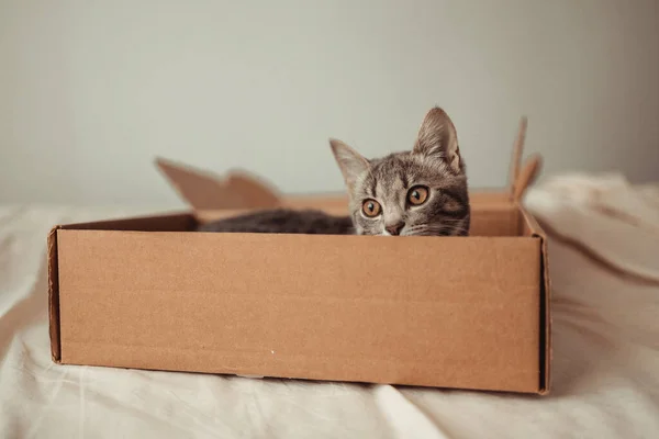 Portrait Funny Tabby Kitten Brown Eyes Sits Cardboard Delivery Box — Stock Photo, Image