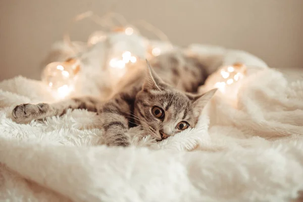 Gatinho Listrado Cinza Brincalhão Engraçado Com Olhos Castanhos Mentiras Desfrutar — Fotografia de Stock