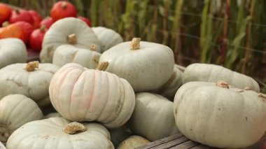 Dışarıdaki çiftlik pazarında tahta kasalarda kırmızı balkabakları sergileniyordu. Kırsal kesimdeki sebzelerde sonbahar hasadı taze balkabakları satışa hazır. Mevsimlik tarım ve gıda geçmişi.