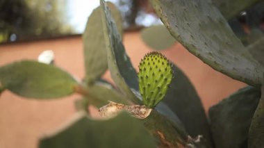 Opuntia bitkisinin üzerinde yetişen yeşil dikenli armut kaktüsünün yakın görüntüsü. Genç kaktüs meyvesi, dikenli kalın düz pedlerle çevrili. Doğal Akdeniz bitkileri, çöl bitkileri.