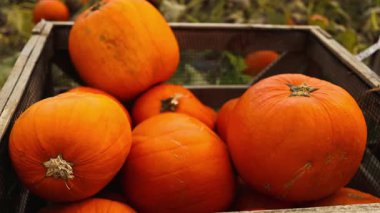 Dışarıdaki çiftlik pazarında tahta kasalarda kırmızı balkabakları sergileniyordu. Kırsal kesimdeki sebzelerde sonbahar hasadı taze balkabakları satışa hazır. Mevsimlik tarım ve gıda geçmişi.