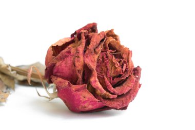 Beyaz arkaplanda yakın plan kırmızı güller