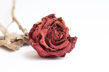 Beyaz arkaplanda yakın plan kırmızı güller