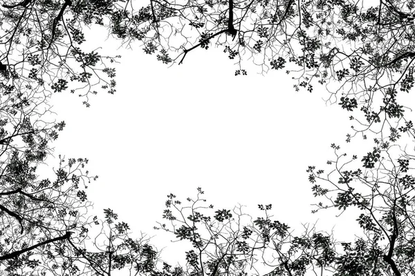 Silhouette Αφήσει Και Twigs Λευκό Φόντο — Φωτογραφία Αρχείου