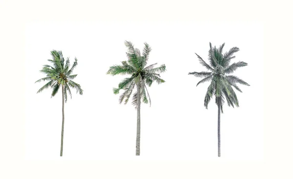 Collection Different Palms Coconut Garden Isolated White Background — Stock Photo, Image