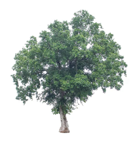 Albero Nel Giardino Isolato Sfondo Bianco — Foto Stock