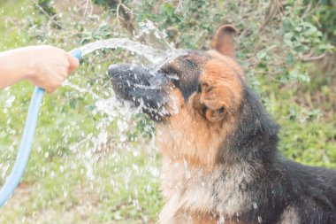 Alman çoban köpeği suyla oynuyor