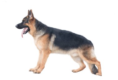 Alman çoban köpeği beyaz arkaplanı izole etti