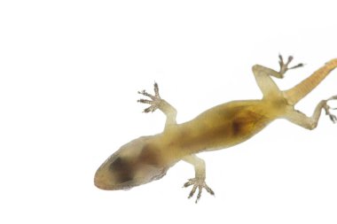 Beyaz arkaplanda yakın plan kertenkele