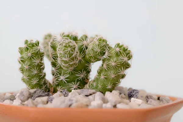 Közelkép Kaktusz Talajjavító Edényekben Fénymásoló Felülettel — Stock Fotó