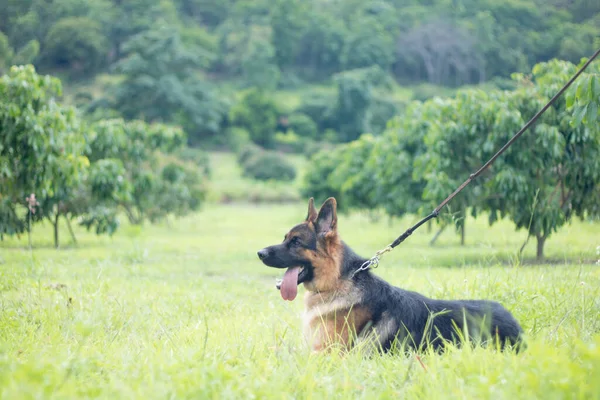 晴れた日に草の中に座っているドイツの羊飼いの犬 — ストック写真